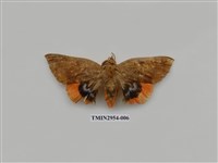 藏品(夜蛾322)的圖片